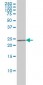 CRADD Antibody (monoclonal) (M01)