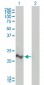 CRADD Antibody (monoclonal) (M01)