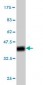 CREB3 Antibody (monoclonal) (M01)