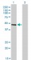 CREB3 Antibody (monoclonal) (M01)