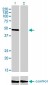 CREB3 Antibody (monoclonal) (M01)