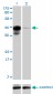 CREB3L4 Antibody (monoclonal) (M01)