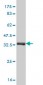 CREB3L4 Antibody (monoclonal) (M01)