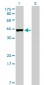 CREB3L4 Antibody (monoclonal) (M01)