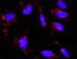 CREB3L4 Antibody (monoclonal) (M01)