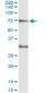 CREB5 Antibody (monoclonal) (M01)