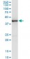 CREB5 Antibody (monoclonal) (M01)