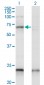 CREB5 Antibody (monoclonal) (M01)