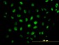 CREB5 Antibody (monoclonal) (M02)