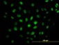 CREB5 Antibody (monoclonal) (M02)