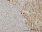 CREB5 Antibody (monoclonal) (M02)