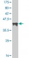 CREB5 Antibody (monoclonal) (M02)