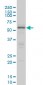 CREB5 Antibody (monoclonal) (M02)