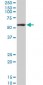 CREB5 Antibody (monoclonal) (M02)