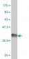 CREG1 Antibody (monoclonal) (M01)