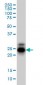 CREG1 Antibody (monoclonal) (M01)