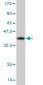 CRKL Antibody (monoclonal) (M03)
