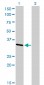 CRKL Antibody (monoclonal) (M03)