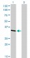 CRKL Antibody (monoclonal) (M03)