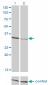 CRKL Antibody (monoclonal) (M03)