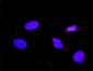 CRKL Antibody (monoclonal) (M03)