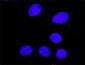CRKL Antibody (monoclonal) (M03)