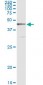 CRLF1 Antibody (monoclonal) (M01)