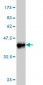 CRLF1 Antibody (monoclonal) (M01)