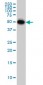 CRLF1 Antibody (monoclonal) (M01)