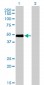 CRLF1 Antibody (monoclonal) (M01)