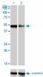 CRLF1 Antibody (monoclonal) (M01)