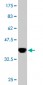 CRLF1 Antibody (monoclonal) (M02)