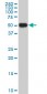 CRLF1 Antibody (monoclonal) (M02)