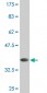 CRMP1 Antibody (monoclonal) (M50)