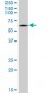 CRMP1 Antibody (monoclonal) (M50)