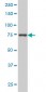 CRSP6 Antibody (monoclonal) (M01)