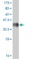 CRSP6 Antibody (monoclonal) (M02)