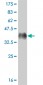 CRSP6 Antibody (monoclonal) (M02)