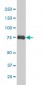 CRSP6 Antibody (monoclonal) (M02)