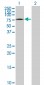 CRSP7 Antibody (monoclonal) (M06)