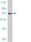 CRSP9 Antibody (monoclonal) (M01)