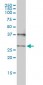 CRSP9 Antibody (monoclonal) (M01)