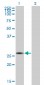 CRSP9 Antibody (monoclonal) (M01)