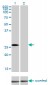 CRSP9 Antibody (monoclonal) (M01)