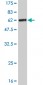 CRSP9 Antibody (monoclonal) (M02)