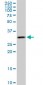 CRSP9 Antibody (monoclonal) (M02)