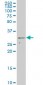 CRSP9 Antibody (monoclonal) (M02)