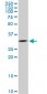 CRSP9 Antibody (monoclonal) (M02)
