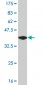 CRX Antibody (monoclonal) (M03)