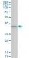 CRX Antibody (monoclonal) (M03)